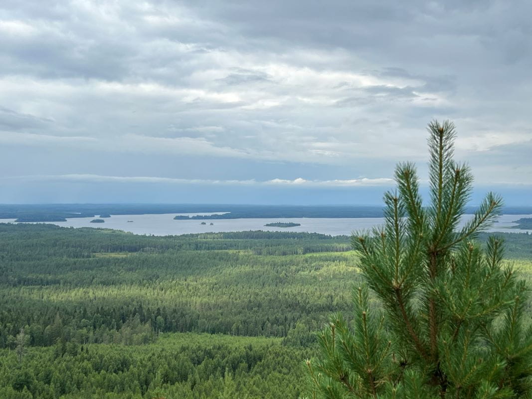 Metsä